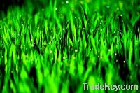Sell Barley Grass Juice Powder--100% Natural--GMO Free--water soluble
