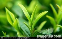 Green Tea Extract Powder- 98% Polyphenols, 90EGCG, 90% Catechin