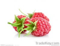Hot sale!! -Red Raspberry Extract Powder 10:1 - Pure natural- GMO Free