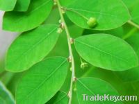 Phyllanthus Urinaria Extract Powder 10:1-100% natural-Free Sample