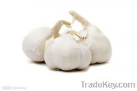 High quality! - Garlic Extract Powder-5% Alliin-Free Sample