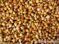 Sell! -Buckwheat Extract Powder-10% Flavonoids-High quality-Halal