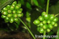 Green Coffee Bean Extract Powder-50% Chlorogenic Acids HPLC-Free sampl