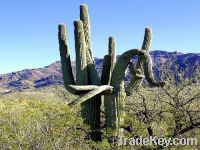 Halal-Hoodia Cactus Extract Powder 10:1-GMO Free-Free sample