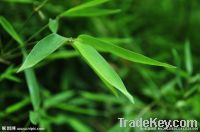 Bamboo Leaf Extract Powder 10:1-Halal-Free sample-GMO Free