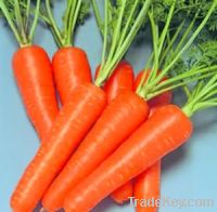 Carrot Extract Powder-10% Beta Carotene-100% Natural-Free Sample-Halal