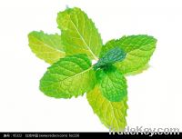 Sell Peppermint Extract Powder 10:1-100% natural-GMO Free-Halal