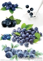 Bilberry Extract powder-25% Anthocyanidins-100% natural-Free sample