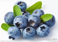 25% Anthocyanidins-Blueberry Extract powder-100% natural-GMO FREE