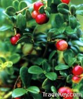 90% Ursolic Acid- HPLC-Bearberry Leaf Extract Powder-Free sample-Halal