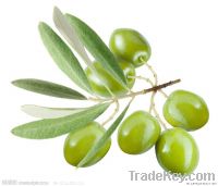 Free sample!-Olive Leaf Extract Powder, 50% Oleuropein, 100% natural