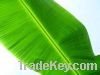 10% Corosolic Acid, Banana Leaf Extract Powder, Free sample, Non-GMO