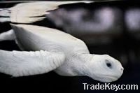 Selling a white sea turtle
