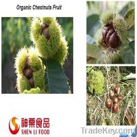 Organic Sweet Fresh Chestnut--the best Chinese Chestnuts Species