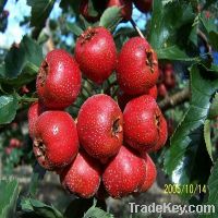 Sell Quick freezing Fresh Hawthorn Berry