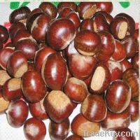 Sell New crop Organic Fresh Chestnut with Grade A Quality