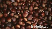 Sell FRESH CHINESE CHESTNUT IN SHELL NEW CROP