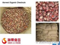 Sell Fresh Chestnut in shell