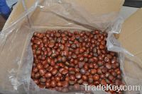Sell fresh frozen chestnut in shell and kernel(new crop)