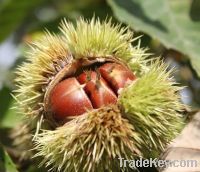 Sell Chinese fresh chestnuts