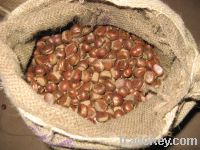 Sell New crop organic fresh chestnuts for sale