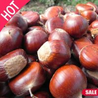 New crop fresh chestnut