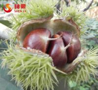 Shenli 2014 best taste and quality fresh chestnuts for sale