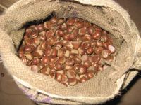 Chestnut/fresh chestnut/chestnut wholesale