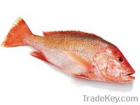 Sell Red snapper whole round gutted