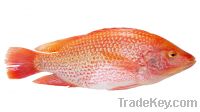 Sell Red tilapia WGGS