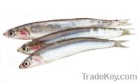 Sell Anchovy