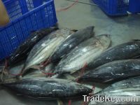 Sell skipjack tuna