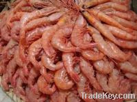 frozen whole red shrimp and prawn