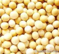 sell Soy bean