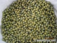 Green mung  bean