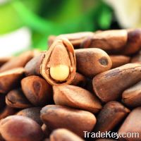 sell pine nut