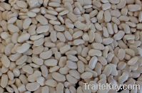 Flat White Kidney Beans