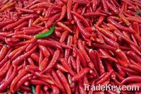 sell  Chilli pepper