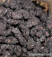sell Dried mulberry