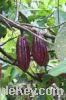 Sell Cocoa Seed
