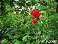 Hibiscus - from The Pacific's