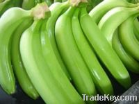 Sell FRESH DOLE CAVENDISH BANANA