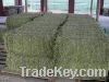 Sell Feed grade Alfalfa Hay