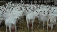 High Milking Saanen Goat