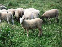 Live Goat - Live Sheep - Live Cattle