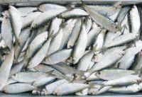 Sell Frozen Herring fish