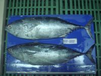 Sell frozen bonito fish