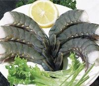 Sell Black Tiger Shrimp