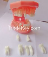 AF-7005 Ortho high quailty removable plastic teeth Dental model