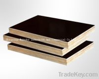 Sell Black Construction Plywood
